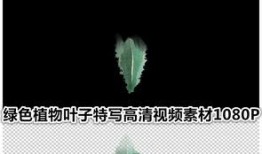 树叶最新爆料视频大全,揭秘娱乐圈幕后真相